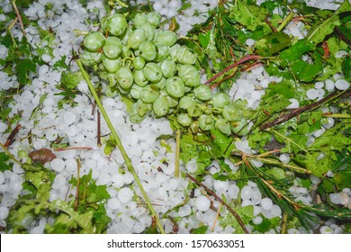 Damaged bunch of grapes among hailstones on ground. Hailstorm hit vineyards and gardens. Hail at famous wine producing region of Alazani Valley, Kakheti Province, Georgia, Europe.
