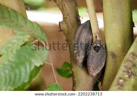 Damaged cacao pods with decease or fungus on tree