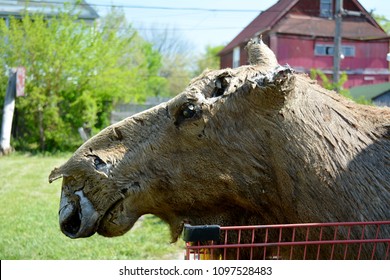 Damaged Caribou Head Taxidermy