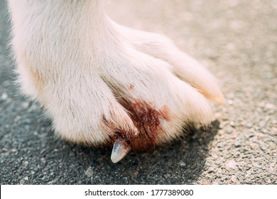 Damaged Claw And Finger In Dog. Dog's Paw Close Up