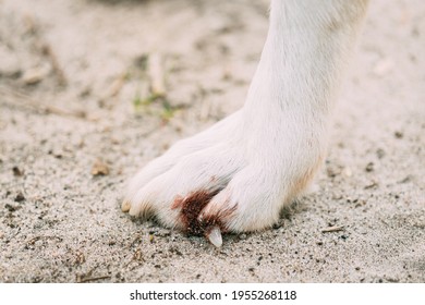 Damaged Claw And Finger In Dog. Dog's Paw Close Up.