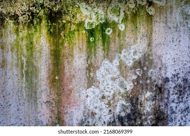 Damaged Colorful Old Wall algae 