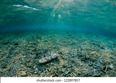 Damaged Coral Reef With Coral Rubble