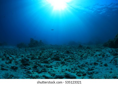 Damaged Coral Reef Underwater In The Red Sea 