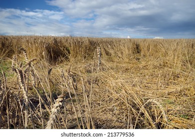 Damaged Crops Wheat Made By Wild Boars. Field With Lying Wheat, Loss In Harvest.