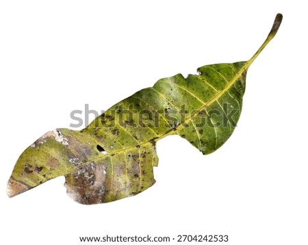 A damaged, decaying leaf with rot and pest holes, isolated on a clean white background for study.