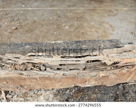 damaged door and window frame edges that are attacked, damaged, and eaten by termites, Termite Paths, Termite Nests, Termite Houses.