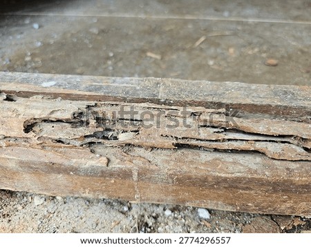 damaged door and window frame edges that are attacked, damaged, and eaten by termites, Termite Paths, Termite Nests, Termite Houses.