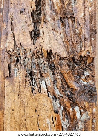 damaged door and window frame edges that are attacked, damaged, and eaten by termites, Termite Paths, Termite Nests, Termite Houses.