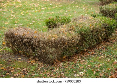 damaged dried hedge