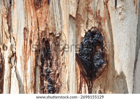 Damaged Eucalyptus Trunk with Oozing Resin