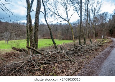 Damaged and felled trees after a storm