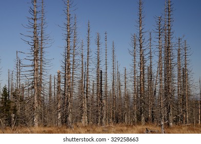 damaged forest due to bark beetle