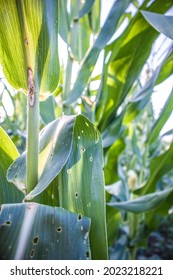 Damaged Green Leaves Of Corn Plant, Close Up. The Corn Tree Has Holes In The Green Leaves. Corn Has Got Sick.