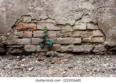 Damaged Home Exterior Wall With Bricks And A Small Ivy Vine Growing Next To It