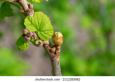Damaged injured by cecidophyopsis ribis of young leaf bud of currant bush branch. Blackcurrant gall mite - Shutterstock ID 2112283082