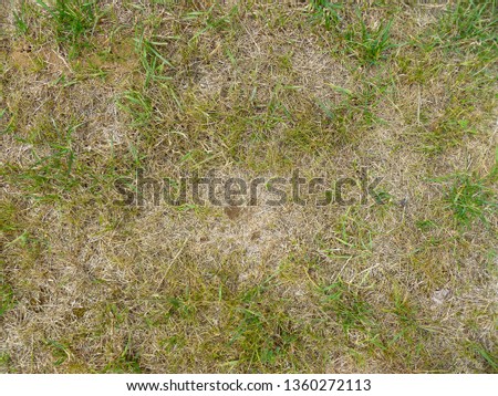 Damaged lawn with bare spots. Patchy grass, lawn in bad condition. Burnt grass after moss attack during cold winter. 