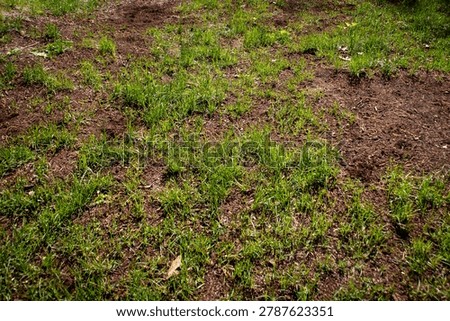 Damaged lawn with patchy grass and fresh soil repair, showing poor turf condition and lawn restoration concept in residential yard.
