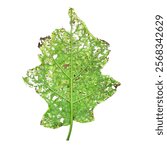 Damaged Leaf: Close-up of a leaf ravaged by pests or disease, showcasing numerous holes and discoloration.  A stark visual representation of agricultural challenges. 