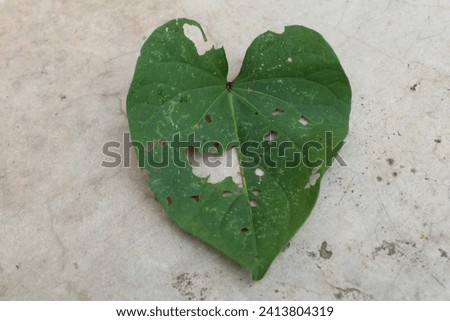 
A damaged leaf with holes that are chewed by insects and larger critters include caterpillars and beetles, grasshoppers, snails and slugs - Leaf with holes, eaten by insects.