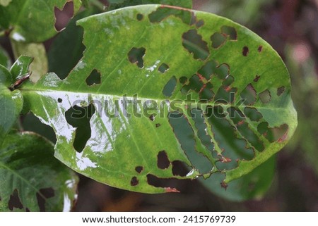 A damaged leaf with holes that are chewed by insects and larger critters include caterpillars, beetles and grasshoppers.