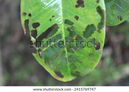 A damaged leaf with holes that are chewed by insects and larger critters include caterpillars, beetles and grasshoppers.