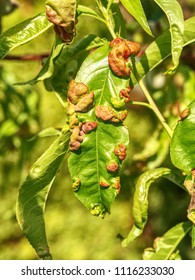 268 Almond Pest Images, Stock Photos & Vectors | Shutterstock