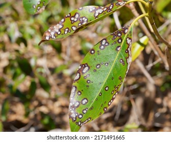 Damaged Leaf With Leaf Spot Disease 