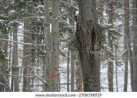 Damaged part of a cherry tree trunk in the form of a crack outside in the forest in winter.