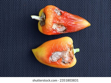 Frutas de pimienta dañadas (Capsicum annuum) en fondo oscuro