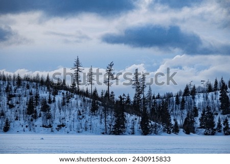 Damaged pine forest in High Tatras Сток-фото © 