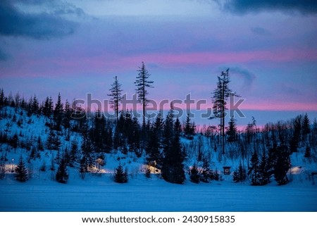 Damaged pine forest in High Tatras [[stock_photo]] © 