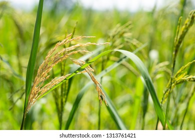 1,657 Rice Worm Images, Stock Photos & Vectors | Shutterstock