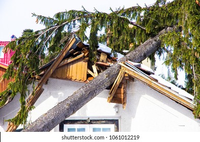 Damaged Roof Of The House, A Tree That Fell On The House Due To Storm.