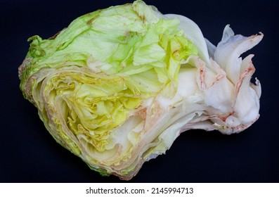 Damaged And Rotting Vegetables, Lettuce Head Wilting With Browning Edges