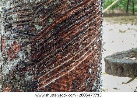 damaged rubber tree trunk oozing latex sap. found in Amazon rainforest in Brazil.