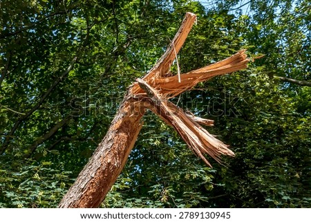 Damaged Scots pine trunk with exposed splintered wood and broken upper section.