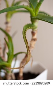 Damaged Sick Ale Vera Leaves Closeup At Home. Dying Domestic Houseplant