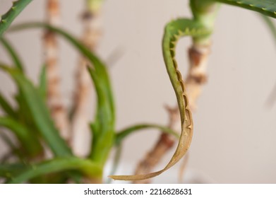 Damaged Sick Ale Vera Leaves Closeup At Home. Dying Domestic Houseplant