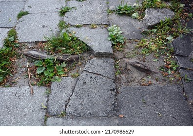 Damaged Sidewalk With Concrete Blocks - The Tree Root Grew Under The Pavement, Damaging It