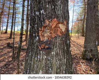 Damaged Tree - Floyd County, VA