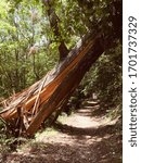damaged tree on the path