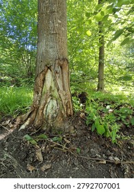 Damaged tree trunk base with exposed wood and scarred bark in a green forest.