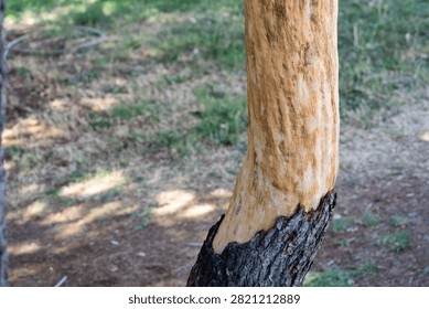 Damaged tree trunk with stripped bark exposing bare light wood in forest
