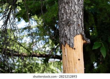 Damaged tree trunk with stripped bark exposing bare light wood in forest
