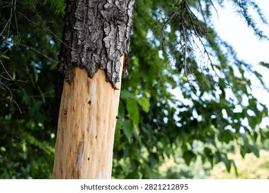 Damaged tree trunk with stripped bark exposing bare light wood in forest