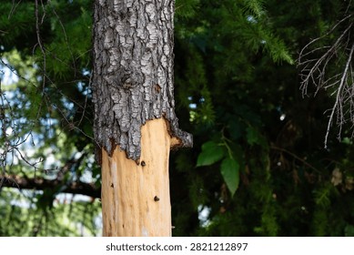 Damaged tree trunk with stripped bark exposing bare light wood in forest