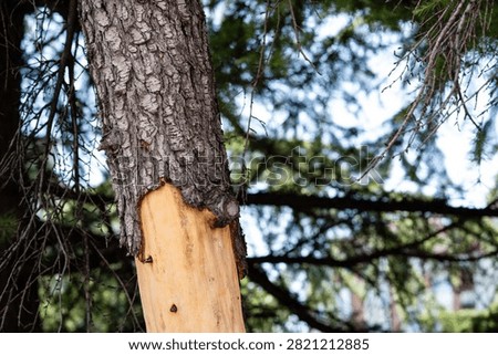 Damaged tree trunk with stripped bark exposing bare light wood in forest