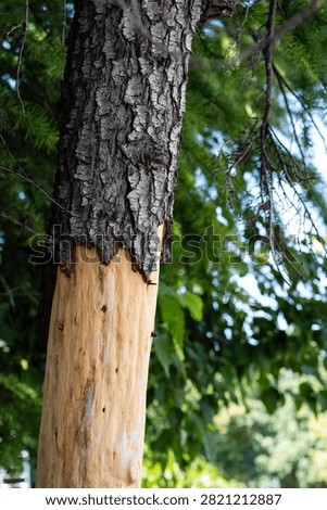 Damaged tree trunk with stripped bark exposing bare light wood in forest