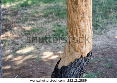 Damaged tree trunk with stripped bark exposing bare light wood in forest